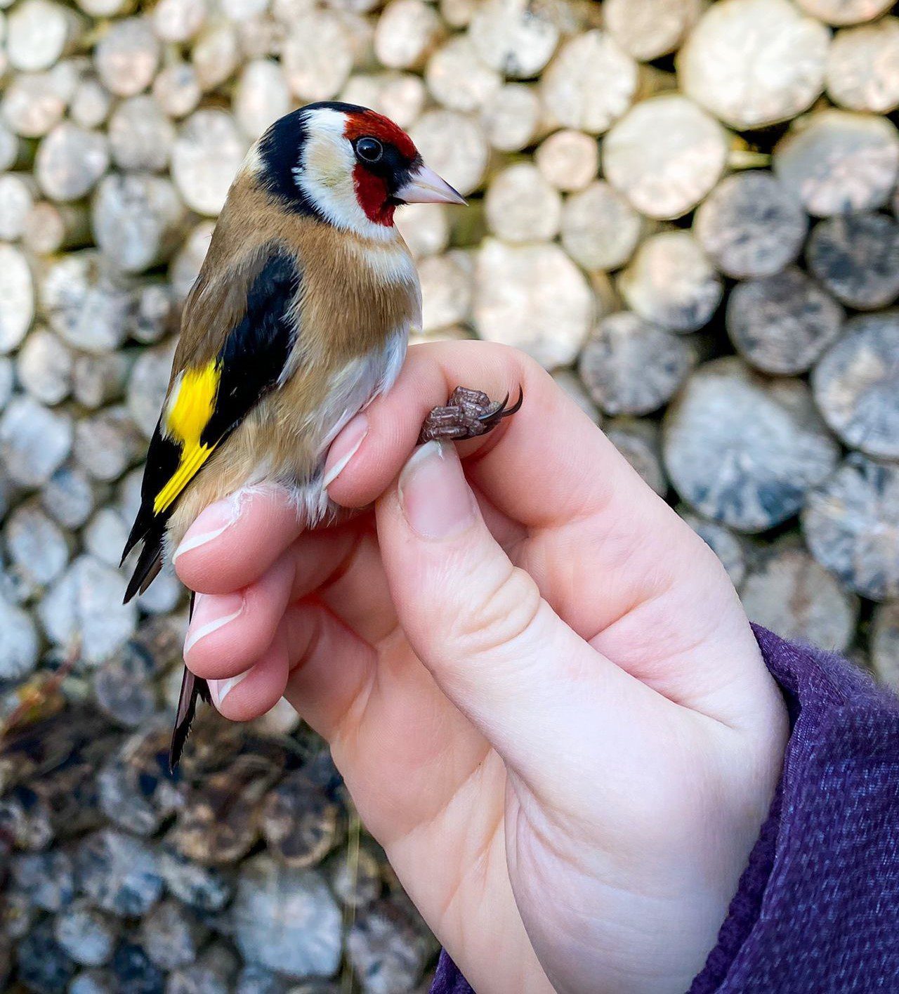 1.Goldfinch