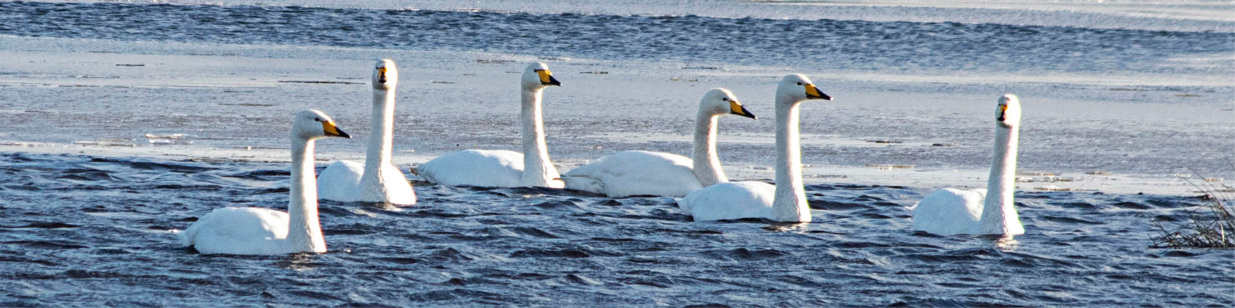 Whopper swans
