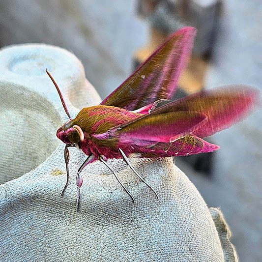 Bio Blitz 1