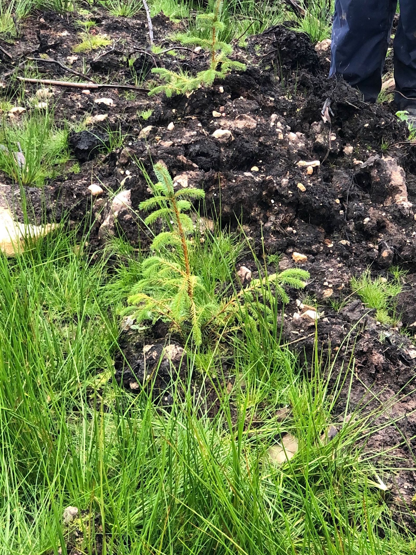 Coillte NISProject4
