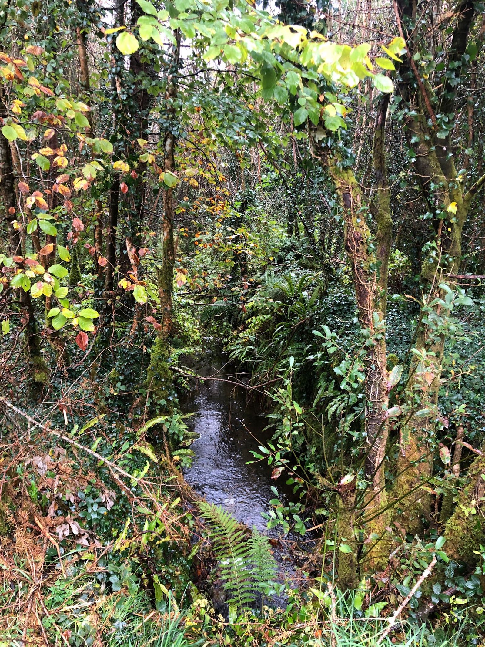 Coillte NISProject5
