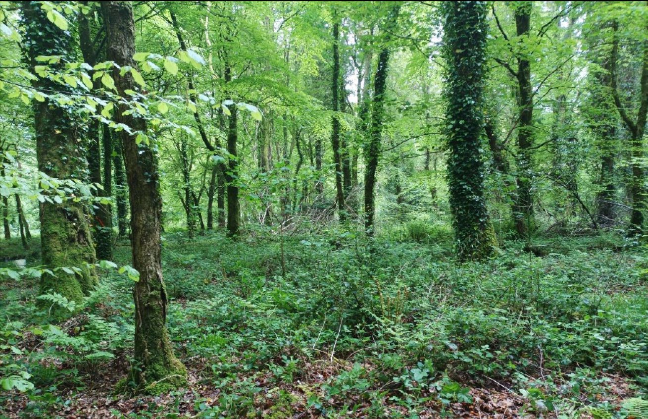 Plot 12 Oak and beech mixed broadleaved woodland