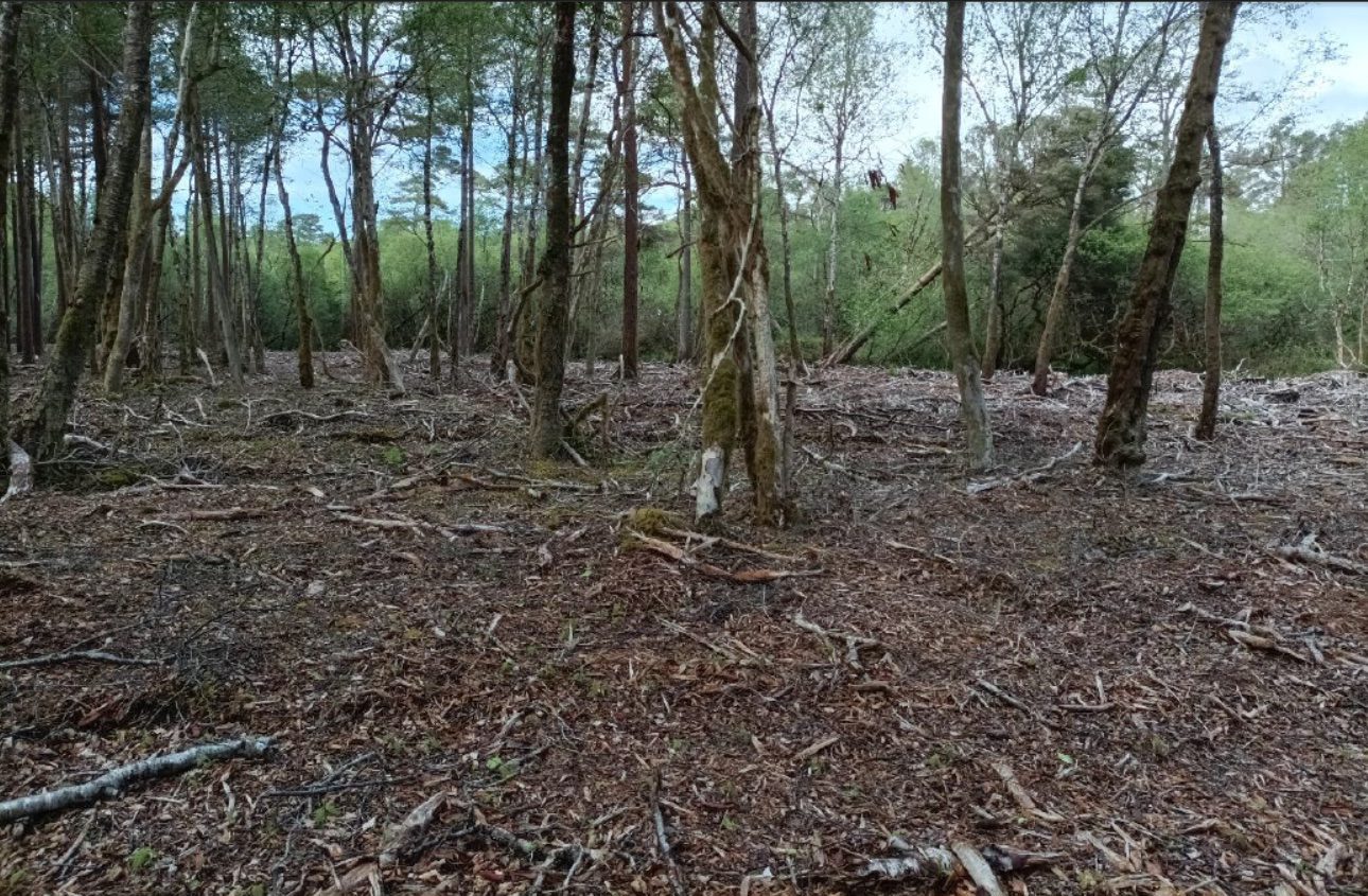 Plot 3 Mixed broadleaved woodland cleared of Rhododendron and dominated by Downy Birch (Betula pubescens) (2)