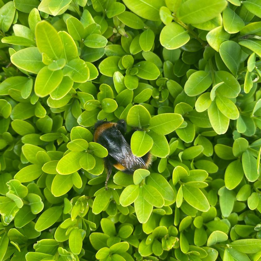 Bioblitz 1