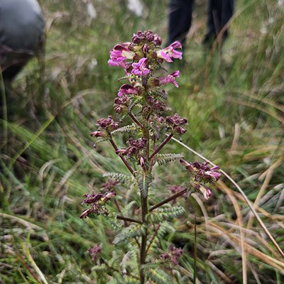 Bioblitz 10