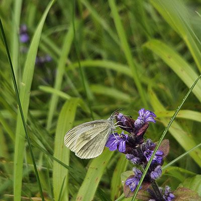 Bioblitz 13
