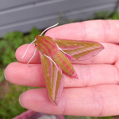 Bioblitz 15