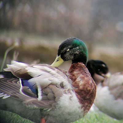 Bioblitz 4
