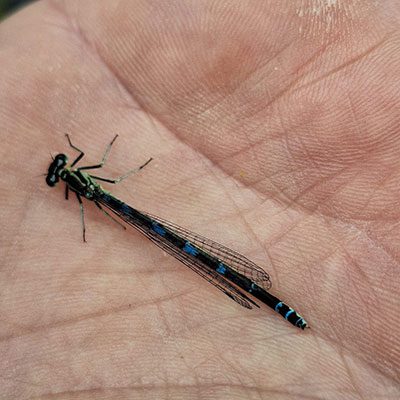 Bioblitz 5