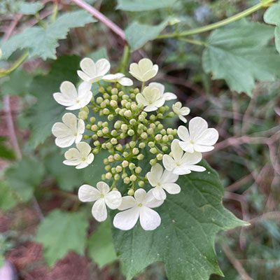 Bioblitz 9