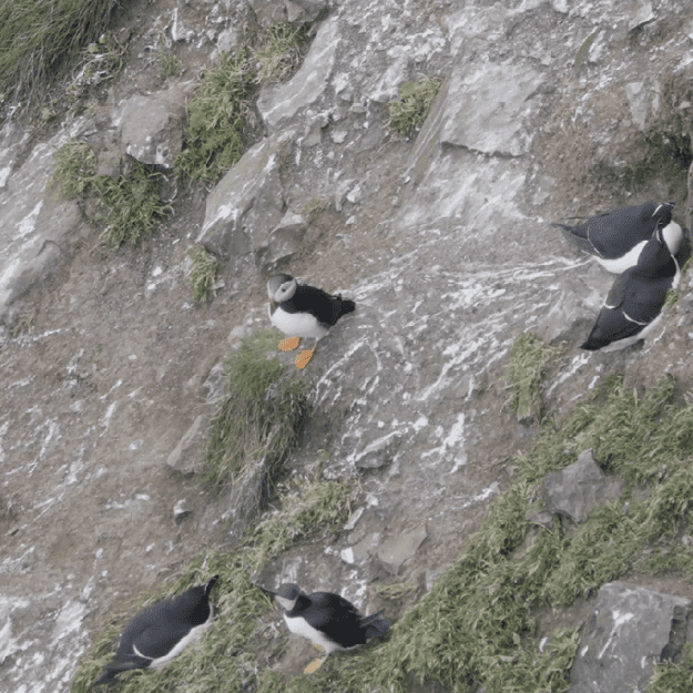 Rathlin Island 8