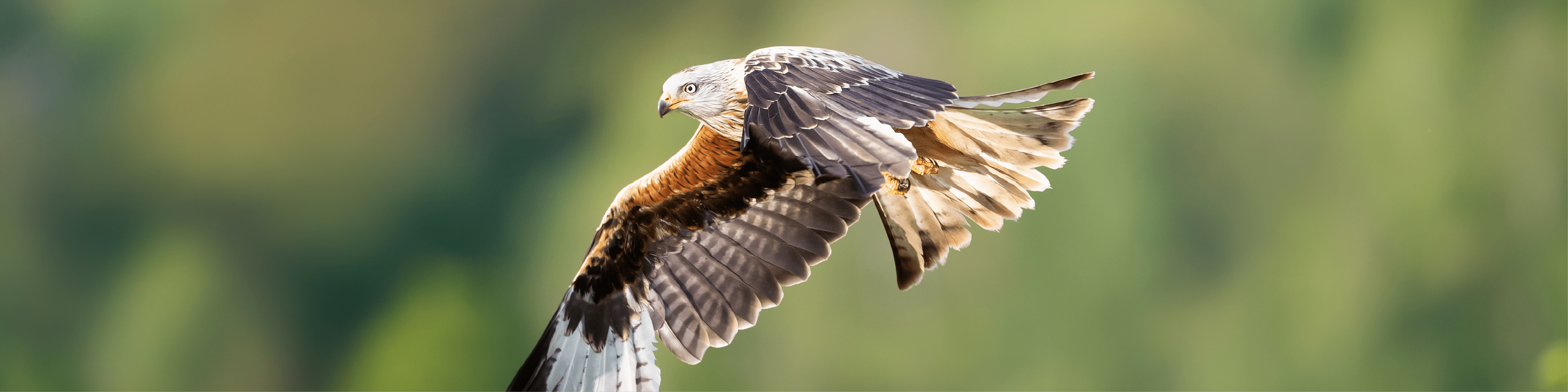 Red Kite