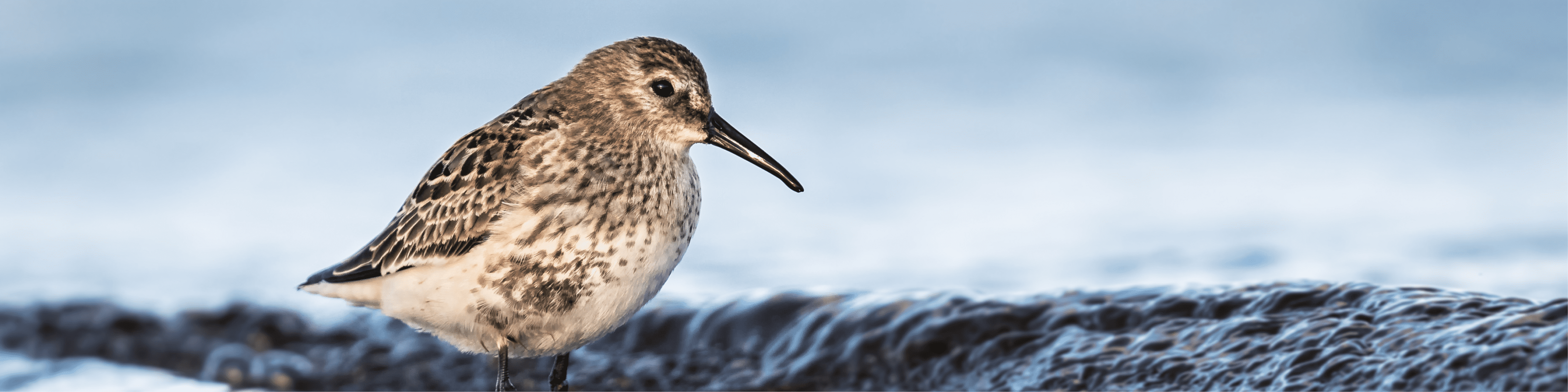 Dunlin article