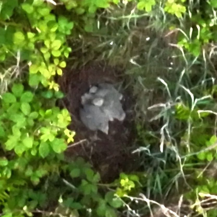 Hen Harrier 4