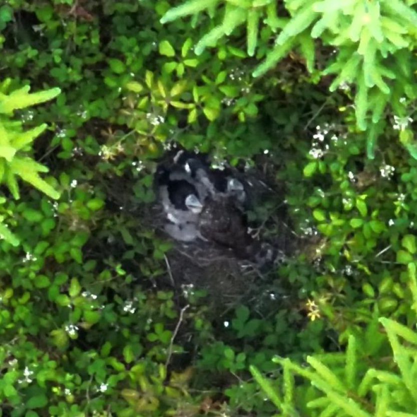 Hen Harrier 5