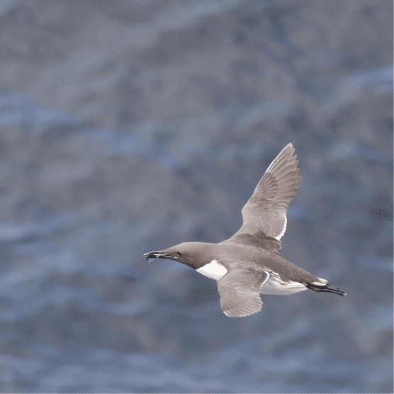 Guillemot website