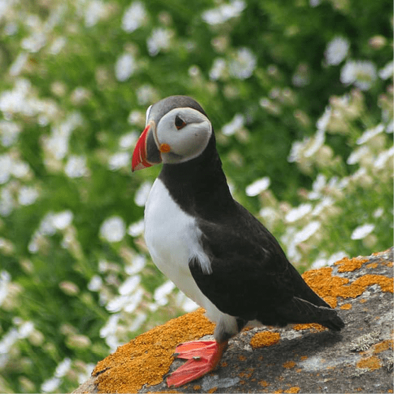 Puffin website