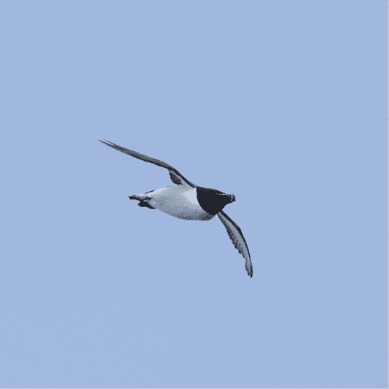 Razorbill website