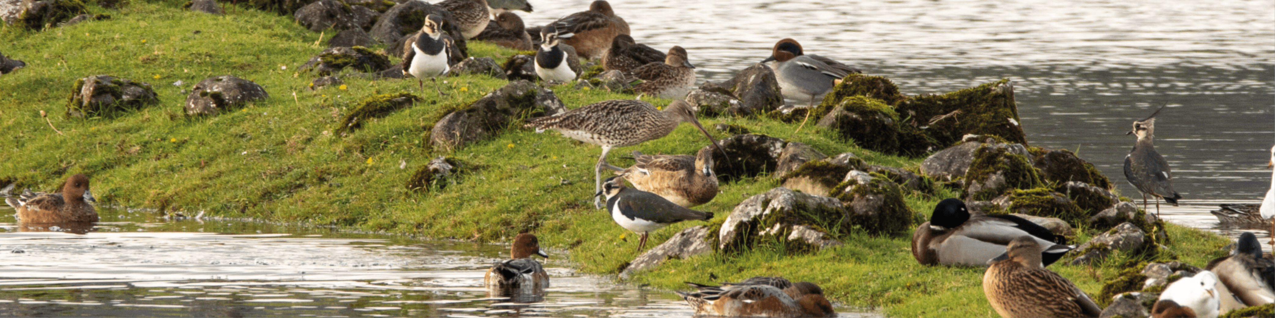 Waterbird surveying