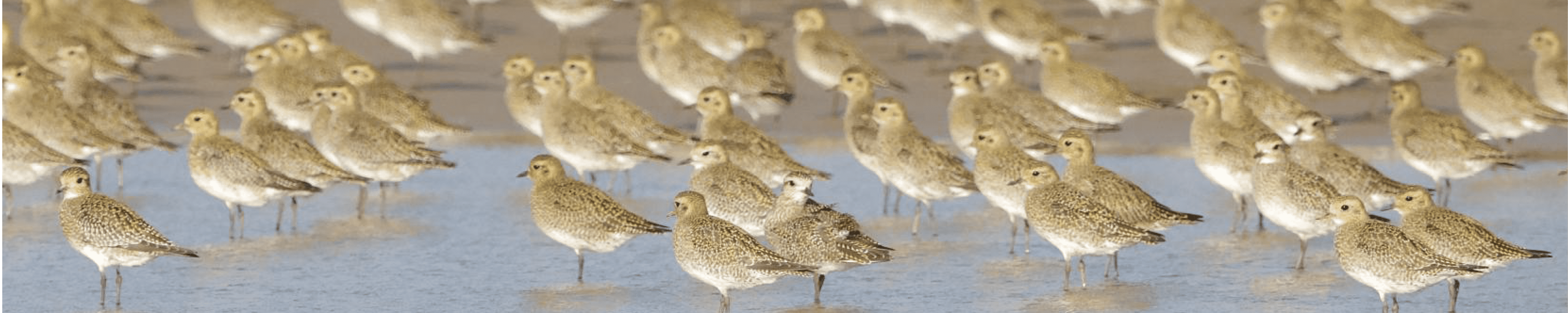 Golden Plover