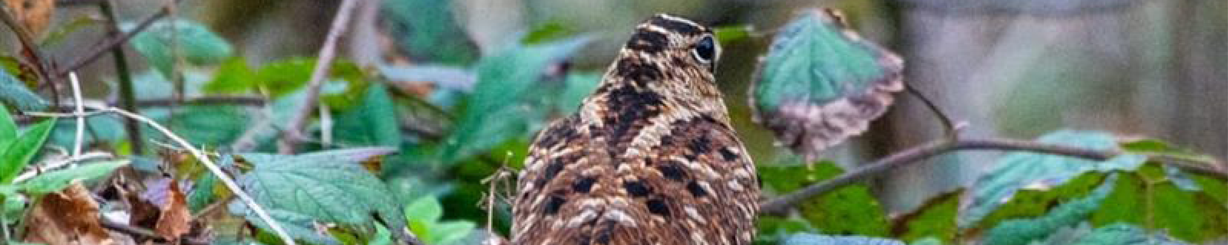 Eurosian Woodcock