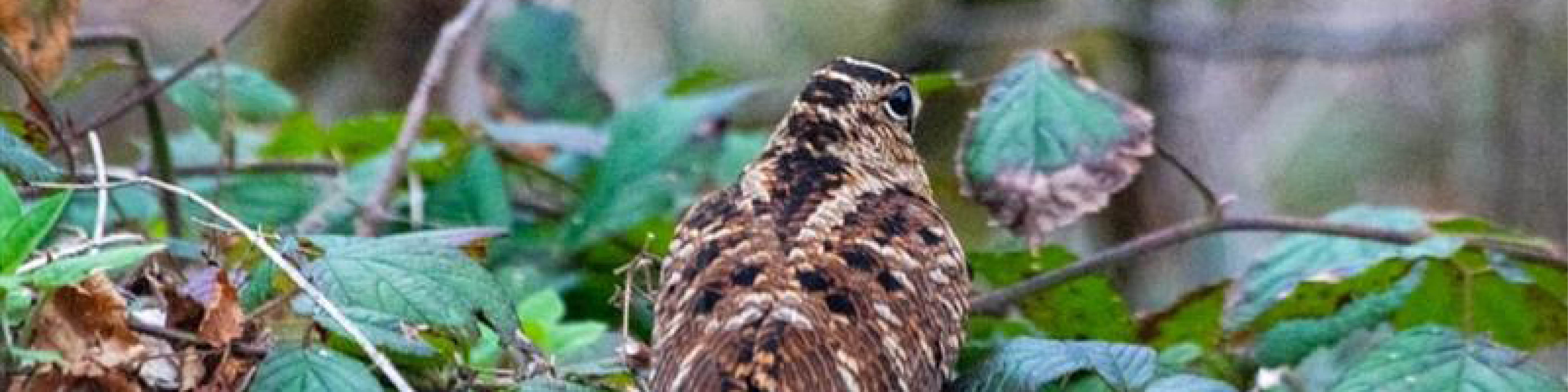 Woodcock banner