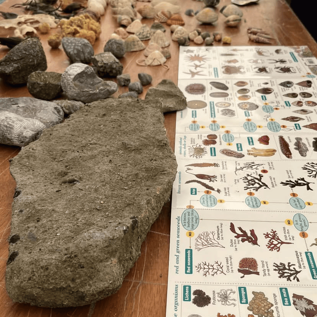 Bioblitz 4