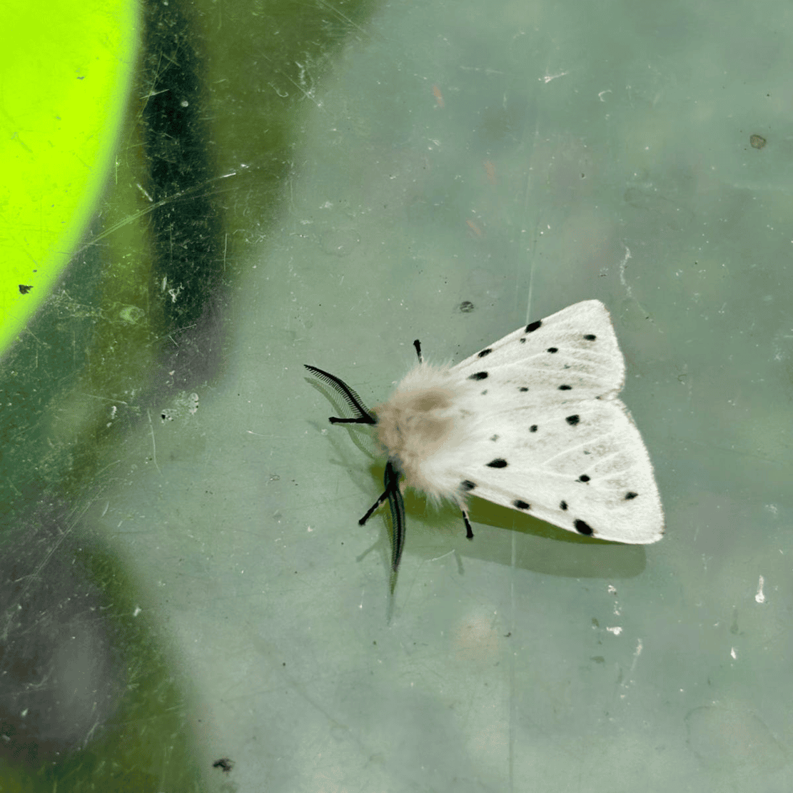 Bioblitz 5