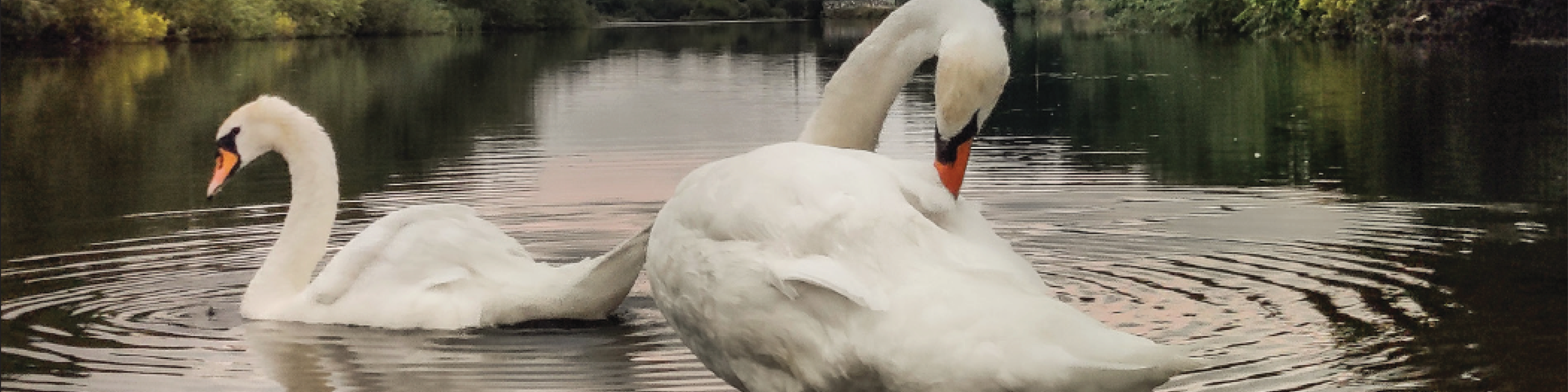 Nature in cork banner