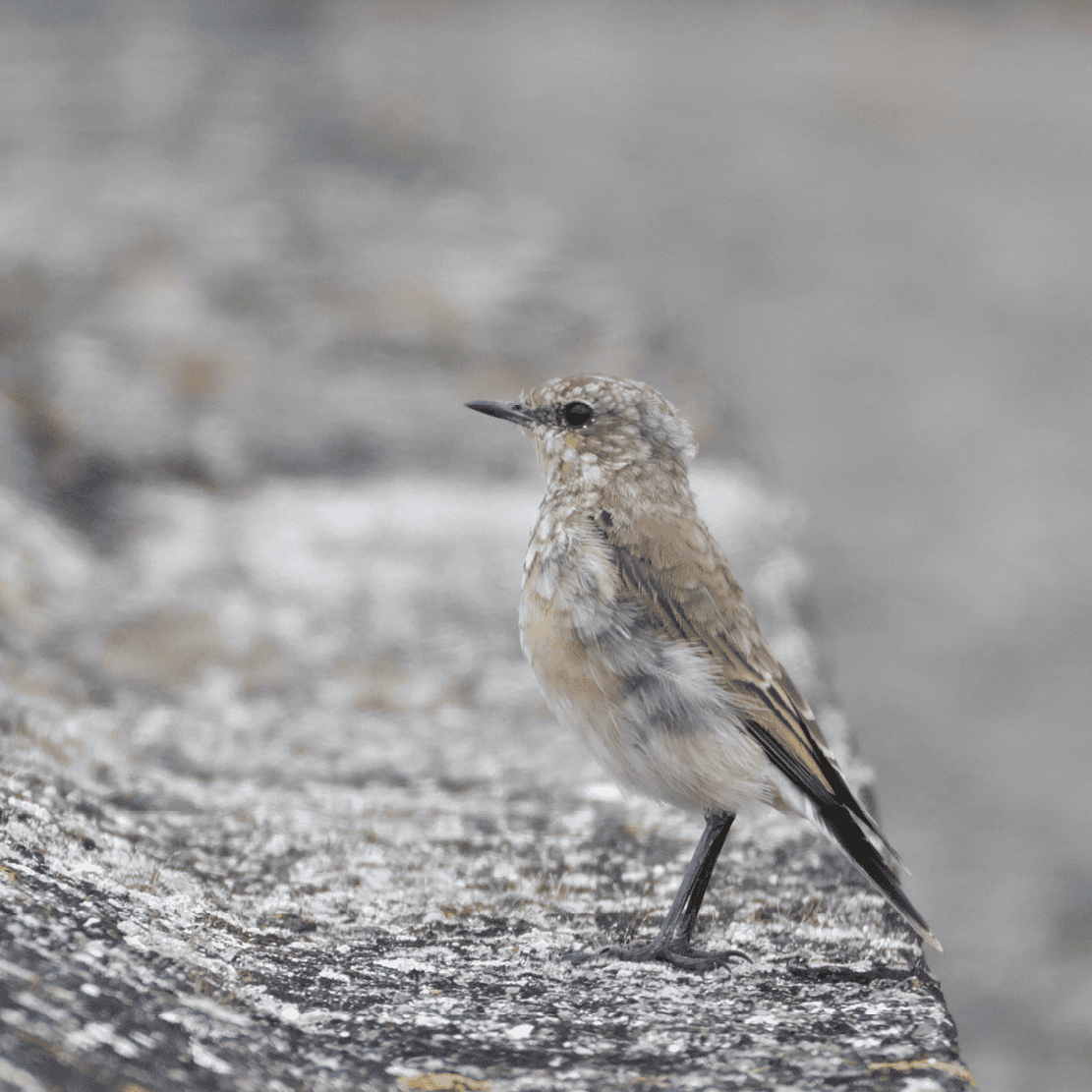 Scattery Island Trip 5