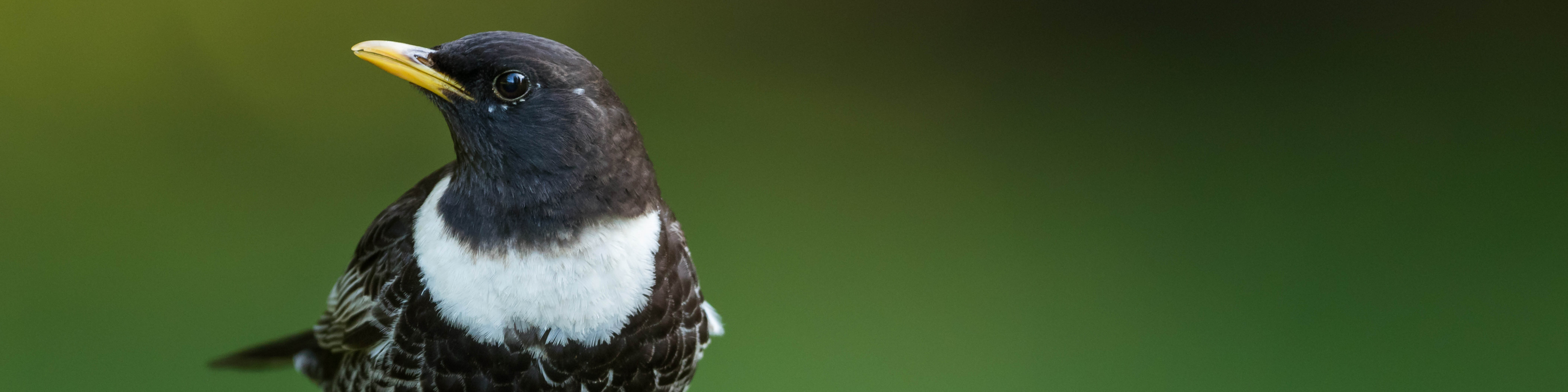 Ring Ouzel banner 2